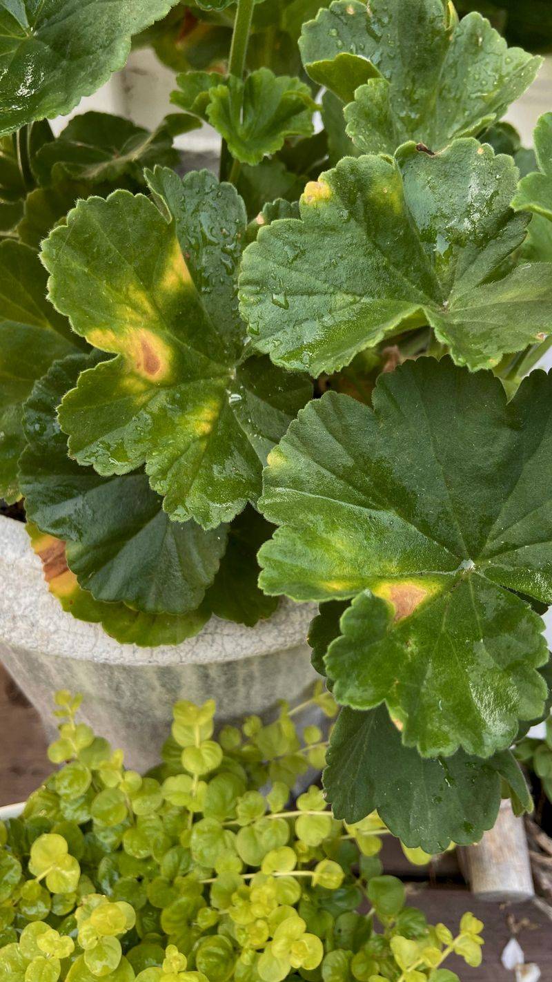 Yellow Leaves Can Signal Nutrient Problems