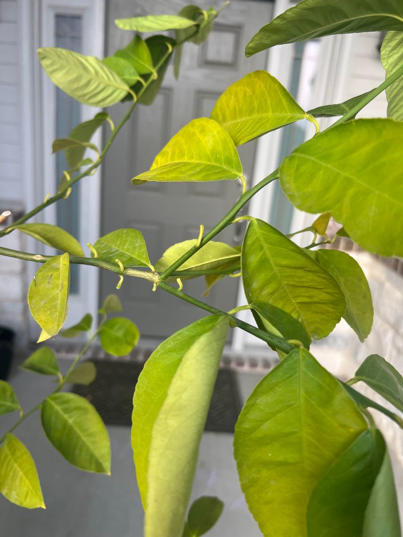Yellow Leaves Do Not Always Mean Dry Soil
