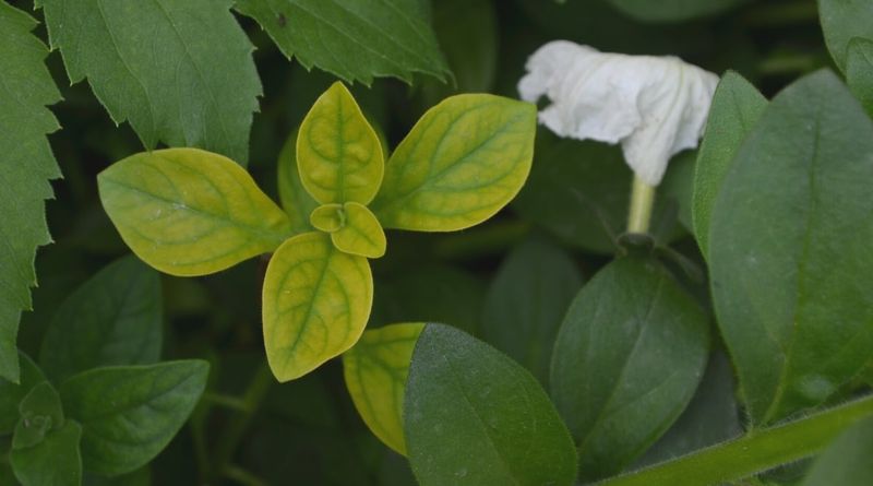 Yellow Leaves Often Signal A Simple Watering Fix Yellow Leaves Often Signal A Simple Watering Fix