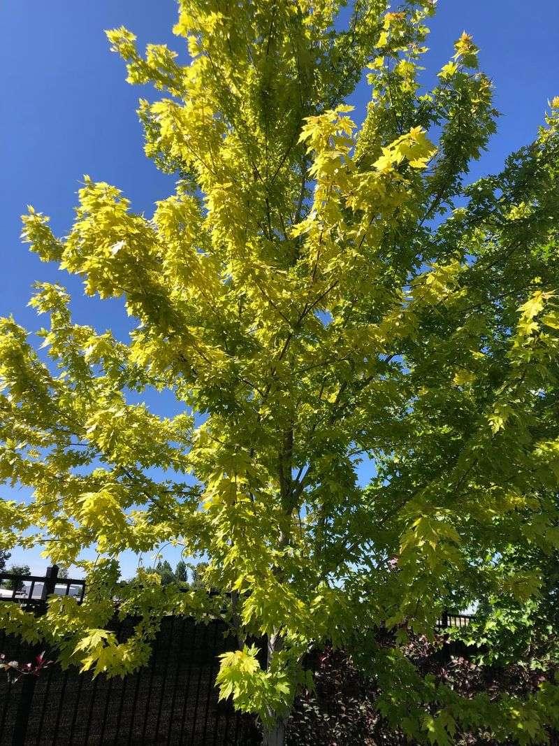 Yellow Leaves Reveal Hidden Carotenoid Pigments Yellow Leaves Reveal Hidden Carotenoid Pigments