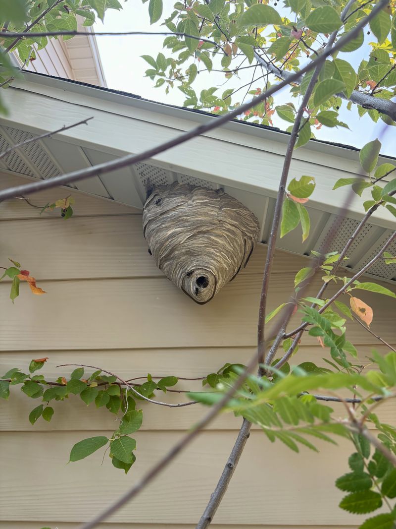 Yellow-Legged Hornets Start With Much Smaller Nests In Spring Yellow-Legged Hornets Start With Much Smaller Nests In Spring