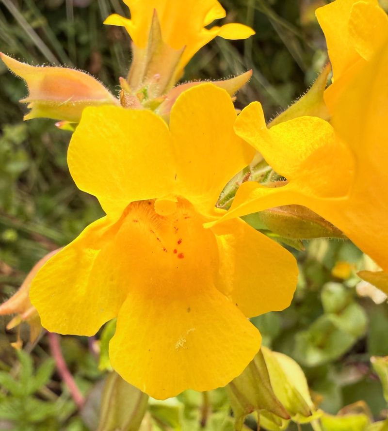 Yellow Monkeyflower For Splashy Creek Banks Yellow Monkeyflower For Splashy Creek Banks