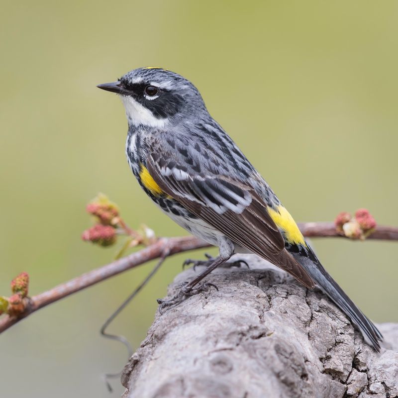 Yellow-Rumped Warbler