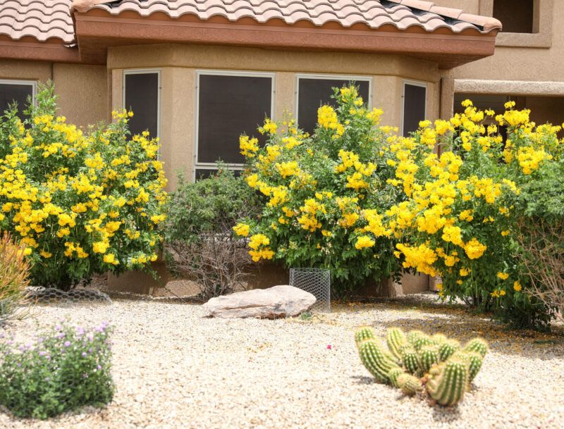 Yellow Trumpetbush / Arizona Yellow Bells (Tecoma stans) Yellow Trumpetbush / Arizona Yellow Bells (Tecoma stans)