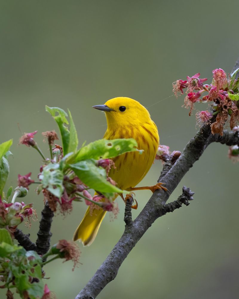 Yellow Warblers Bring Bright Color During Migration Yellow Warblers Bring Bright Color During Migration