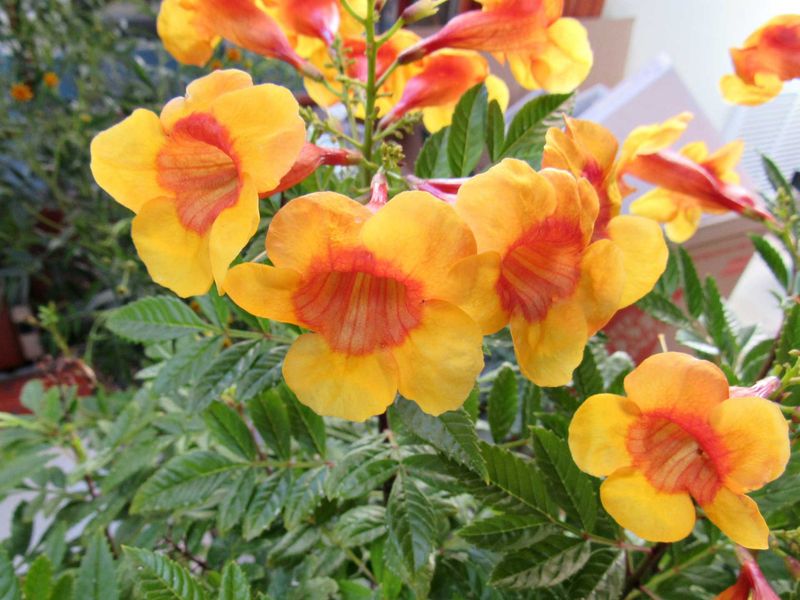 Yellow and Orange Bells in Arizona