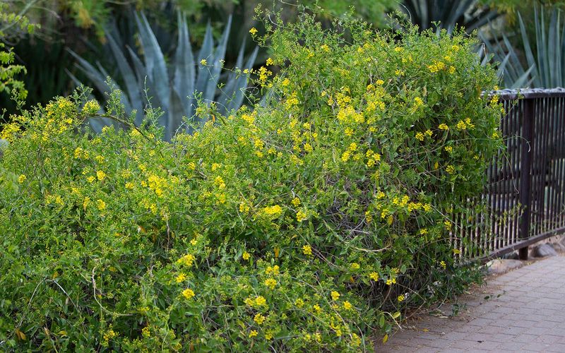 Yellow orchid vine offers a flowering option for a hot fence
