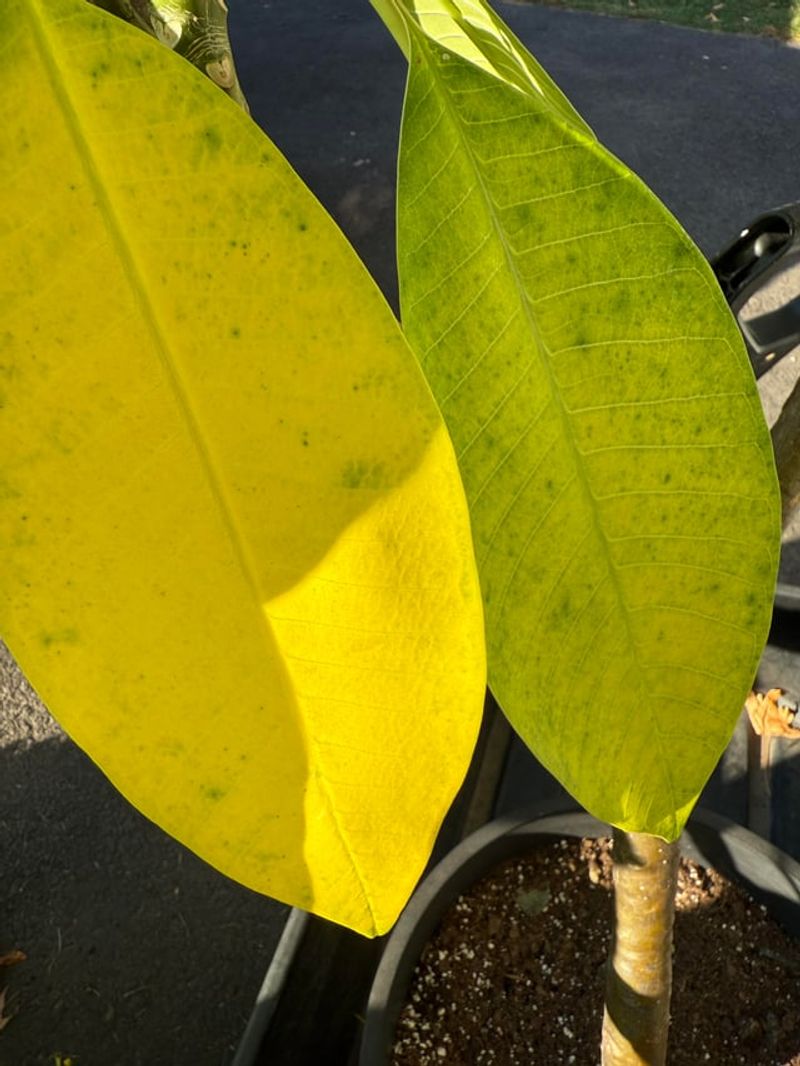 Yellowing First Is A Normal Pattern