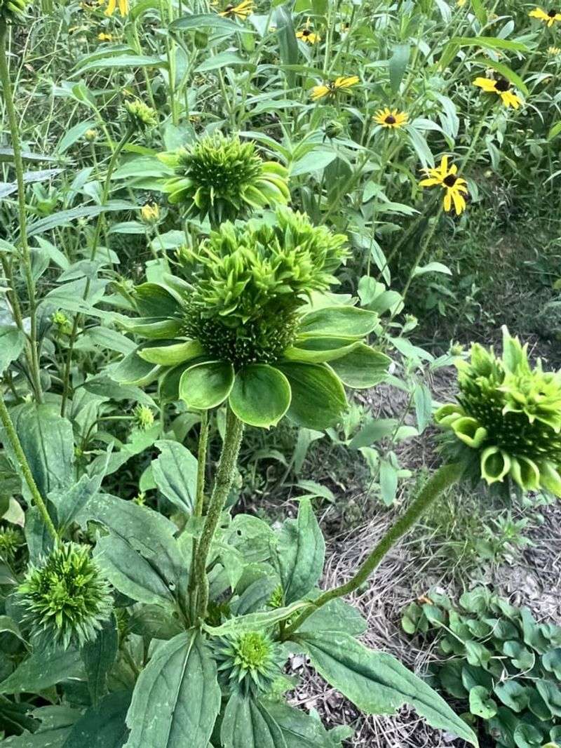 Yellowing Leaves And Witches' Broom Growth Yellowing Leaves And Witches' Broom Growth