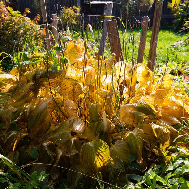 Yellowing Leaves Are Still Storing Energy Yellowing Leaves Are Still Storing Energy