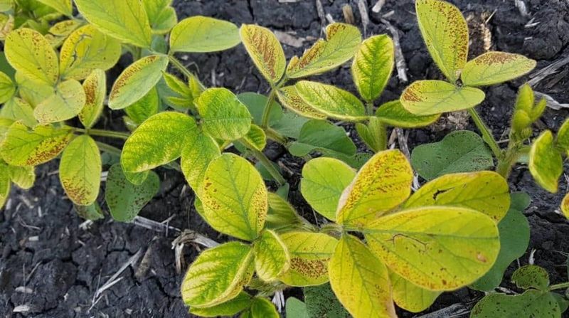 Yellowing Leaves Can Point To Root Stress Yellowing Leaves Can Point To Root Stress