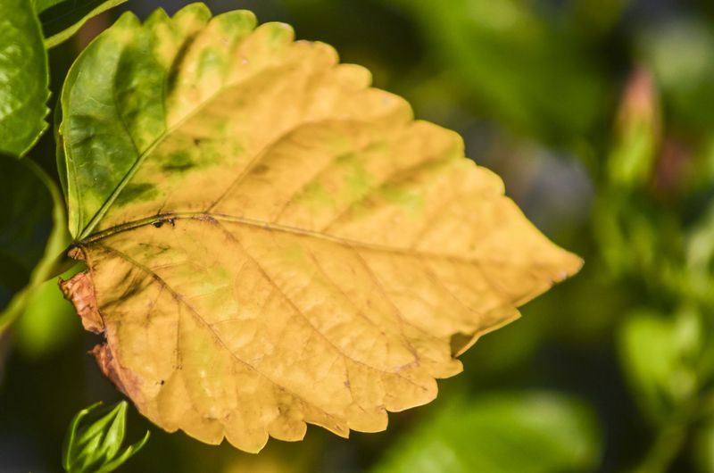 Yellowing Leaves Often Signal Nutrient Gaps