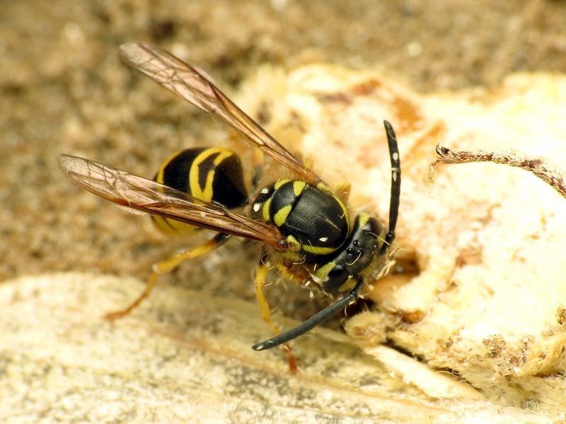 Yellowjacket Colonies Reach Their Peak Size In October