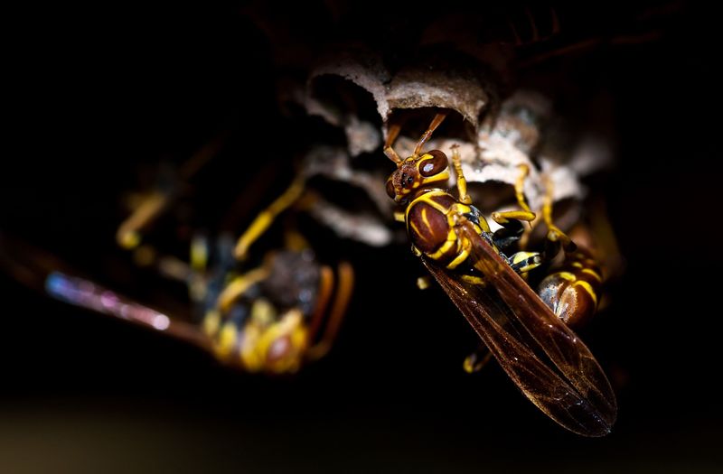 Yellowjackets Set Up Shop Inside Walls