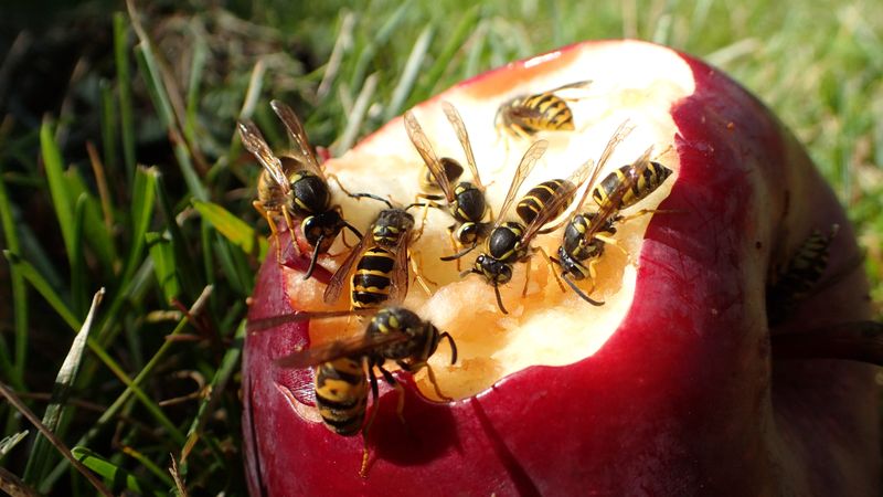 Yellowjackets Turn Bolder Around Food