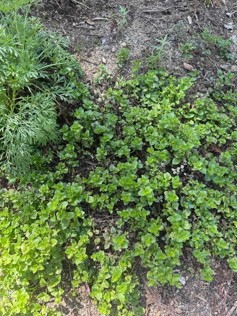 Yerba Buena Offers Fragrant Groundcover Yerba Buena Offers Fragrant Groundcover