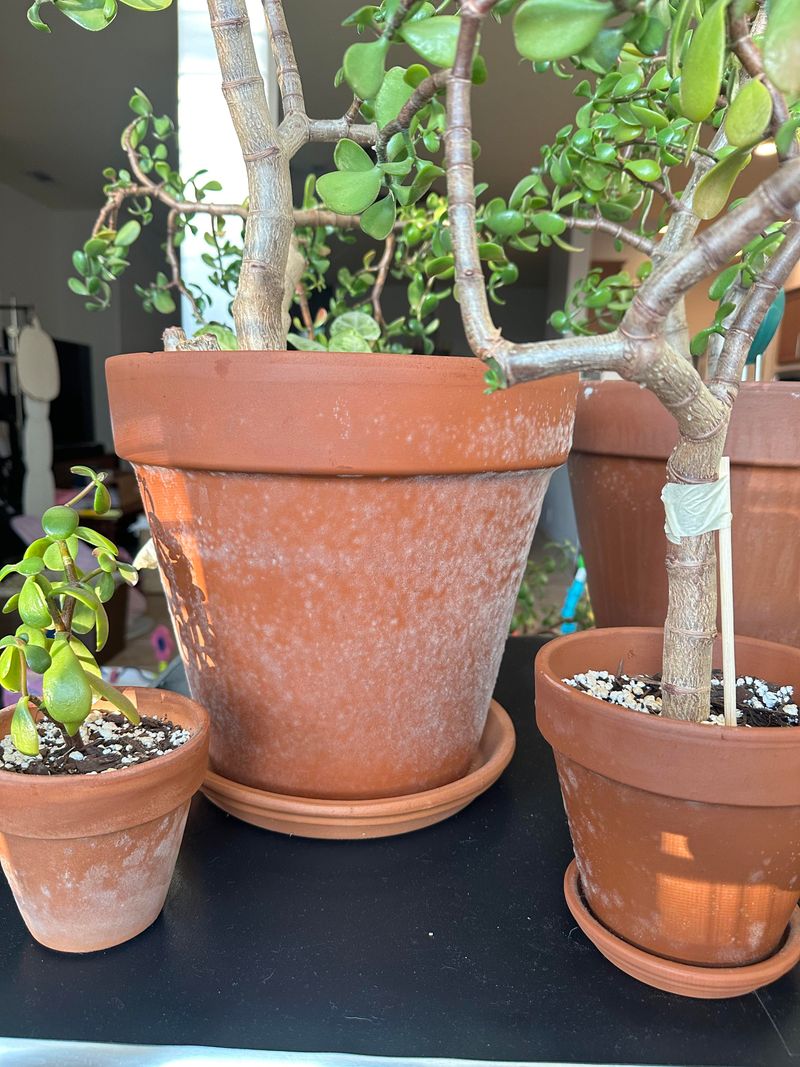 Yes, Cleaning Pots Keeps Outdoor Problems Outside