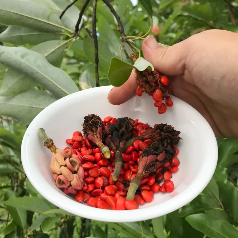 You Can Collect Seeds To Grow New Trees You Can Collect Seeds To Grow New Trees