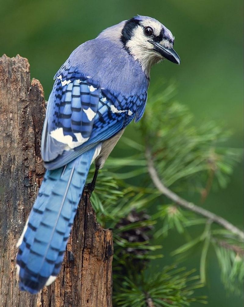 You Can Make Your Yard More Bird-Friendly You Can Make Your Yard More Bird-Friendly