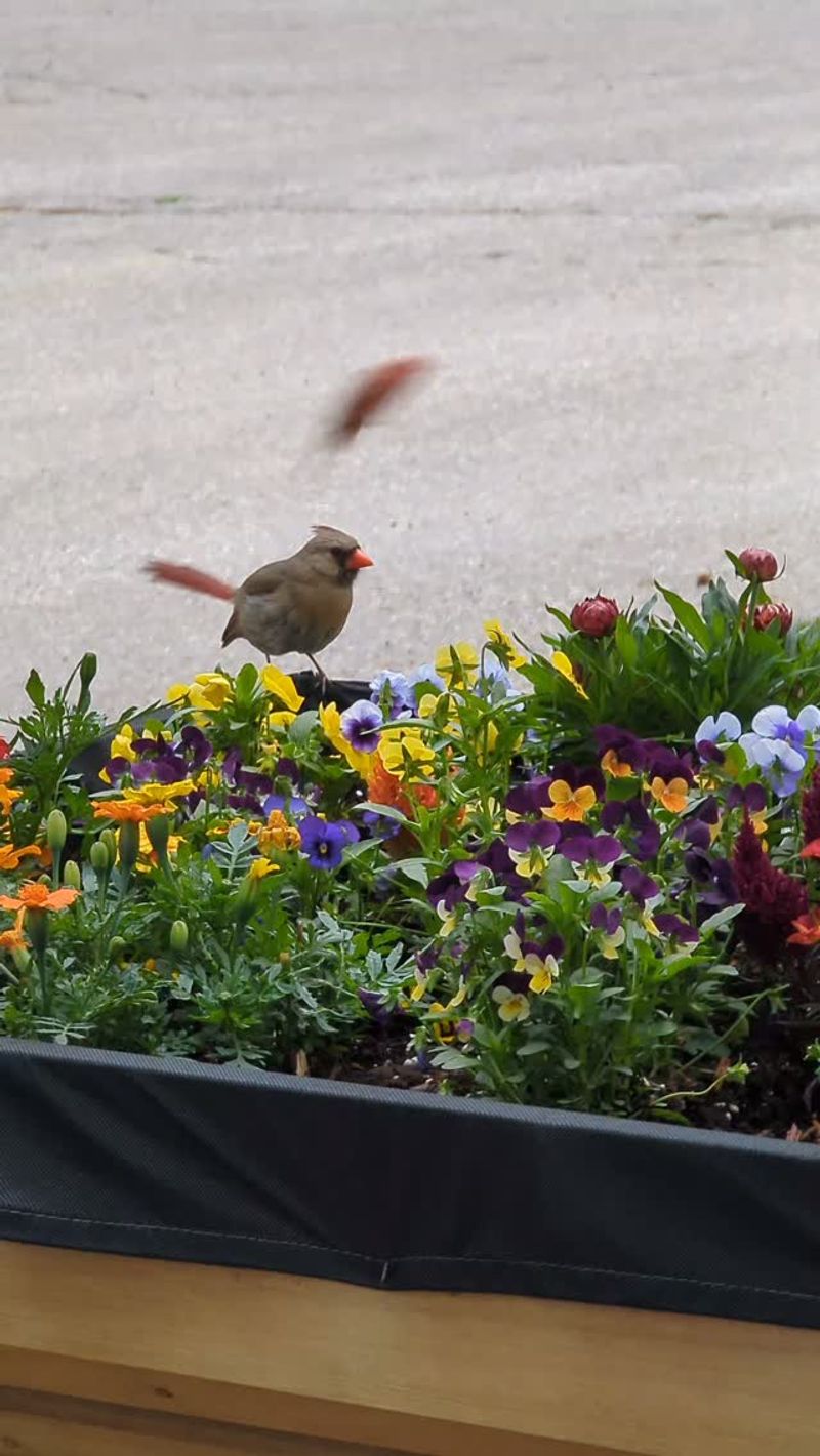 You Can Make Your Yard More Cardinal-Friendly