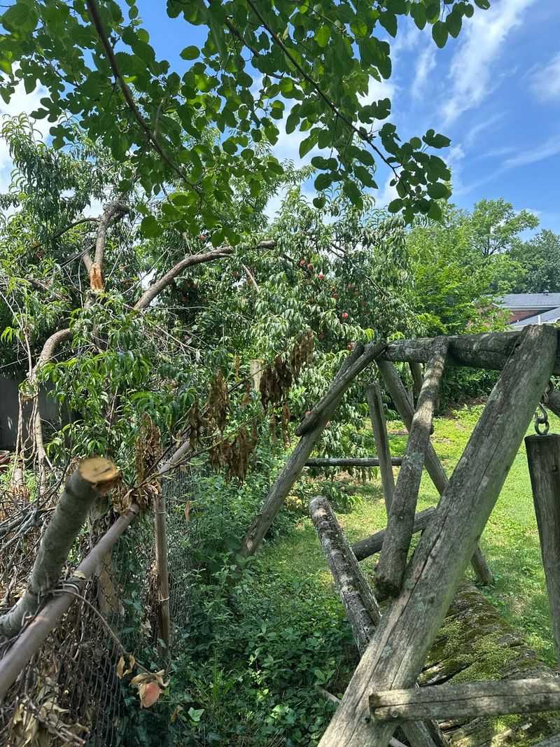 You Can Usually Trim Back Branches Up To Your Property Line You Can Usually Trim Back Branches Up To Your Property Line