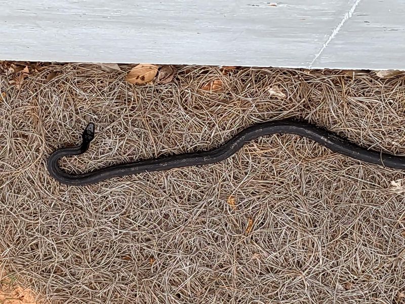 You Notice A Snake Moving Through The Yard Or Garden You Notice A Snake Moving Through The Yard Or Garden
