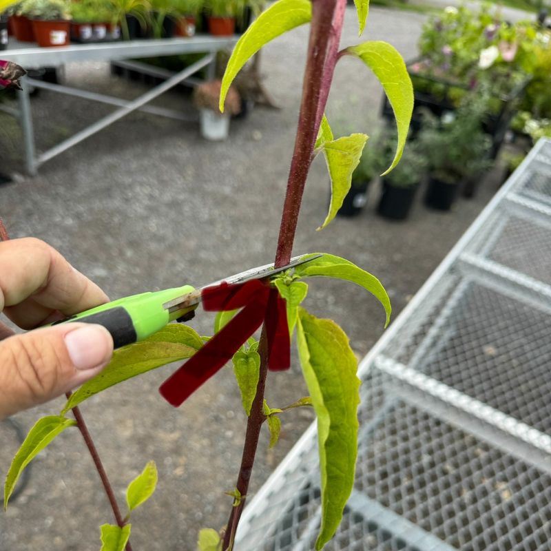 You Skipped Deadheading And Pruning