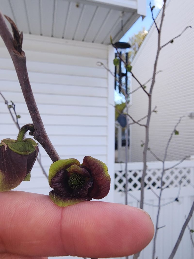 You'll Need Two Different Varieties For Fruit