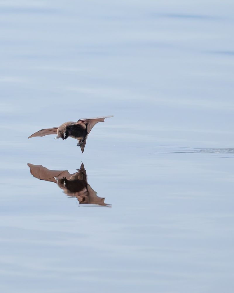 Young Bats Are Learning To Hunt Young Bats Are Learning To Hunt