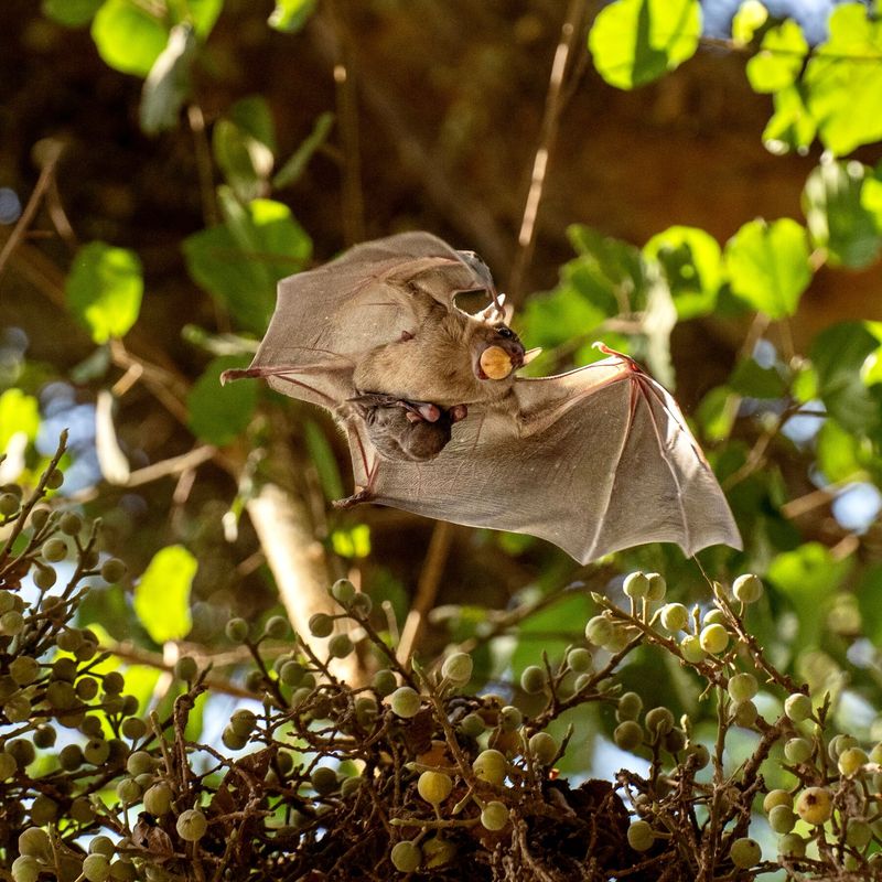 Young Bats Are Learning To Hunt Young Bats Are Learning To Hunt