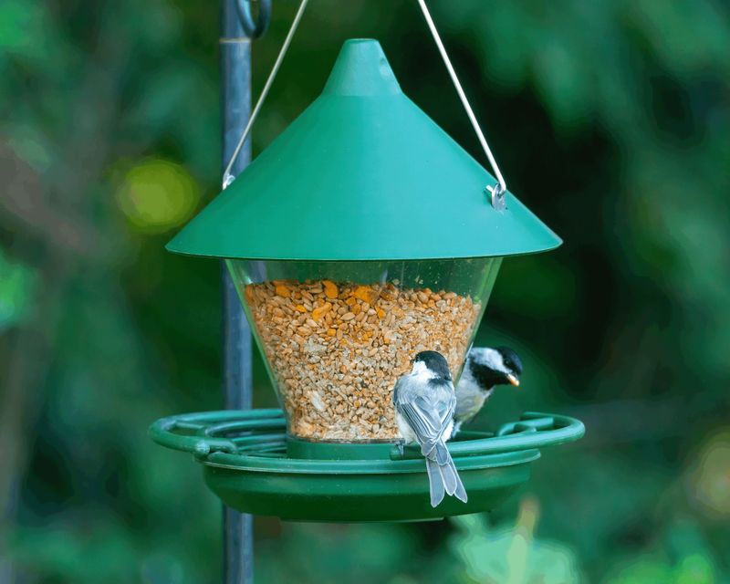 Young Birds Are Settling Into The Area