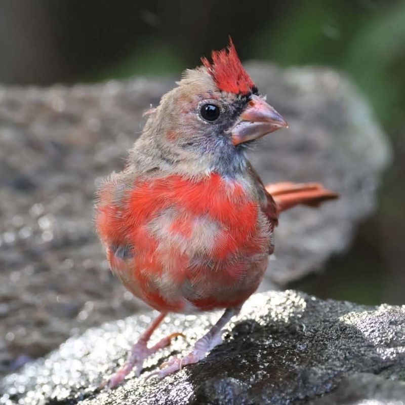Young Birds Growing Their Adult Colors Young Birds Growing Their Adult Colors