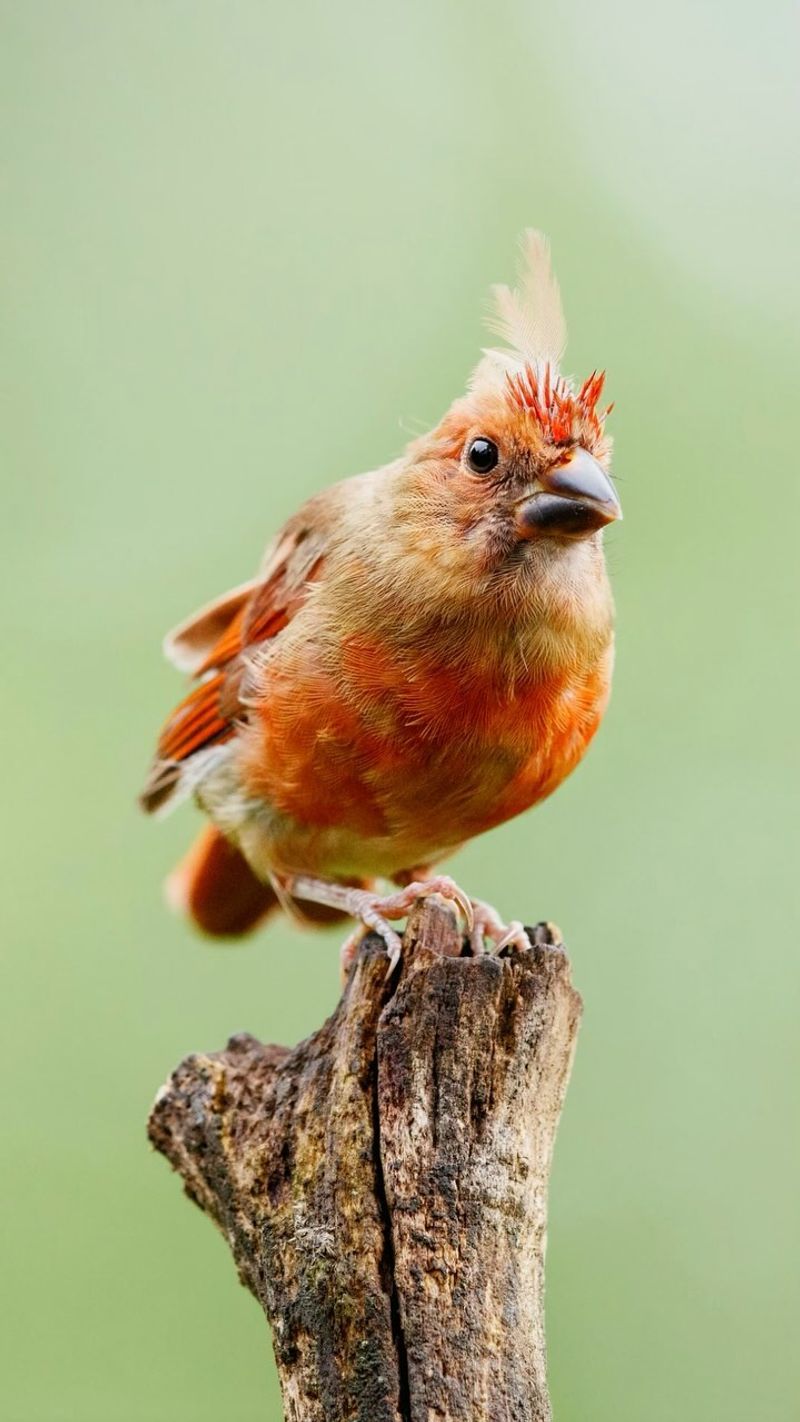 Young Cardinals Are Trading Baby Feathers For Adult Ones