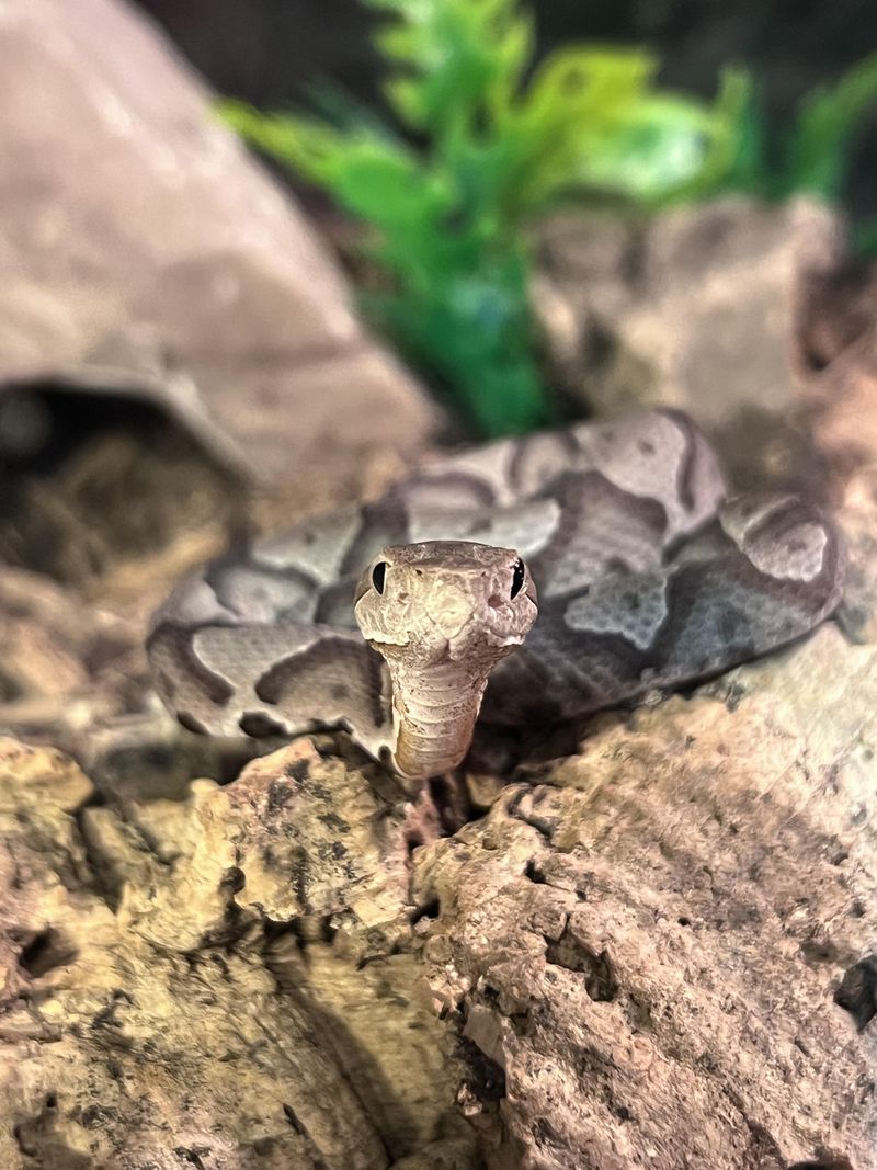 Young Copperheads Are Born Around Late Summer And Early Fall Young Copperheads Are Born Around Late Summer And Early Fall