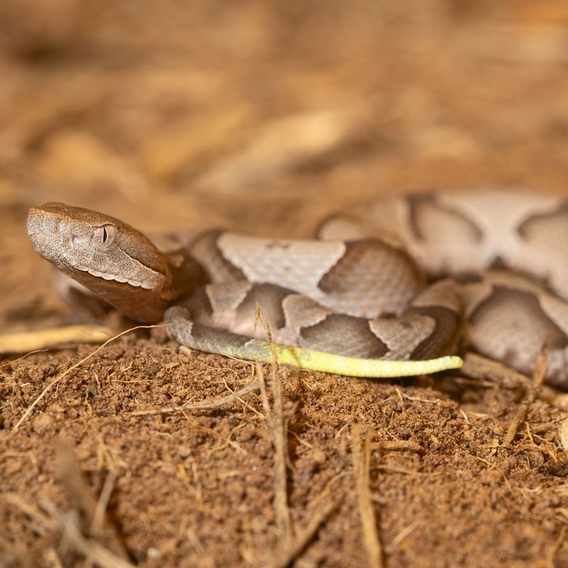 Young Copperheads Are Venomous From The Time They Are Born Young Copperheads Are Venomous From The Time They Are Born