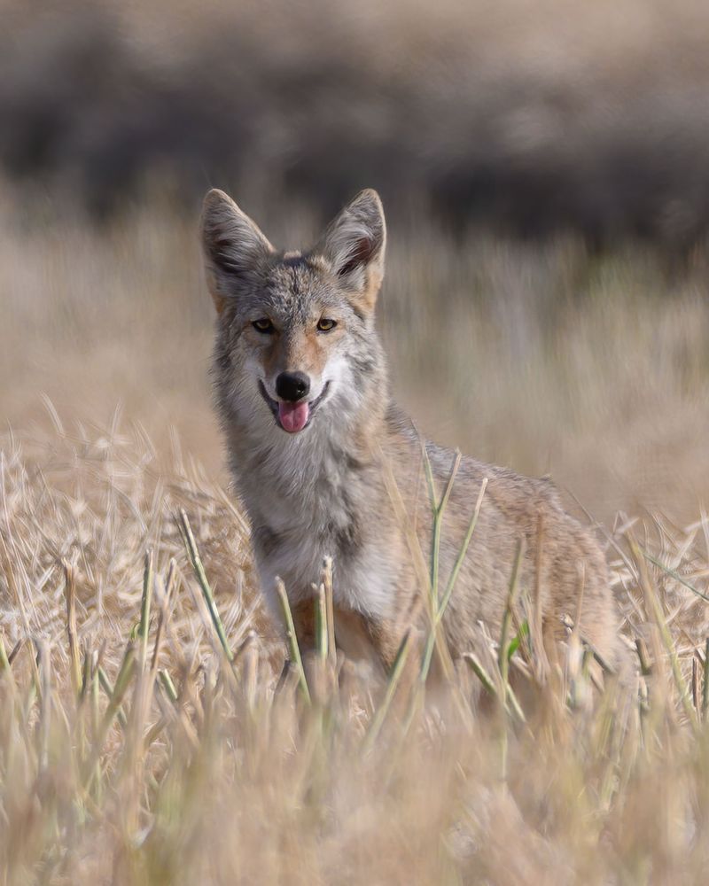 Young Coyotes Start Moving Into New Areas During Fall Young Coyotes Start Moving Into New Areas During Fall