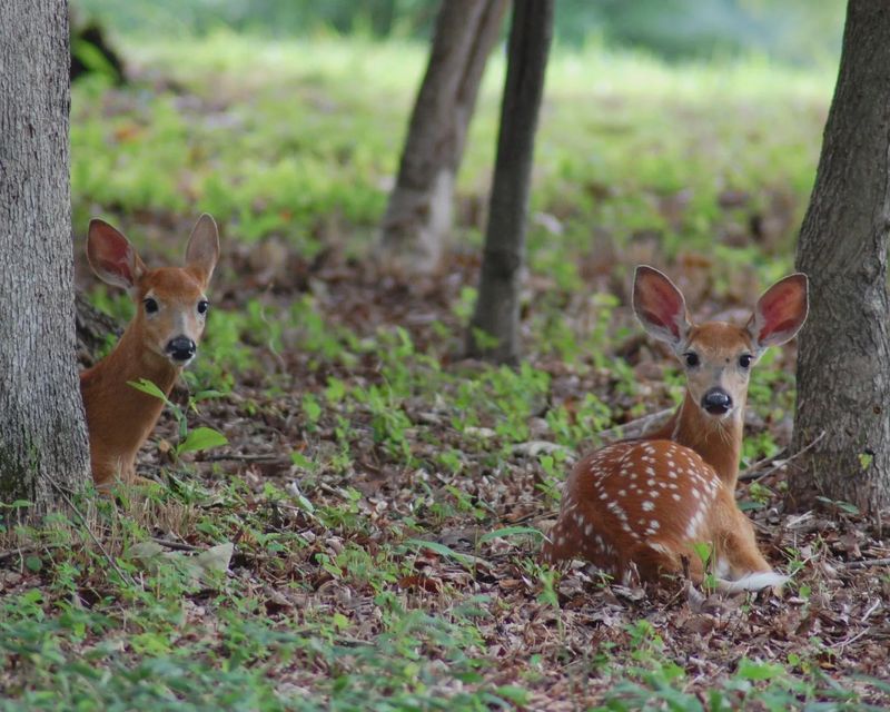 Young Deer Take More Risks Young Deer Take More Risks