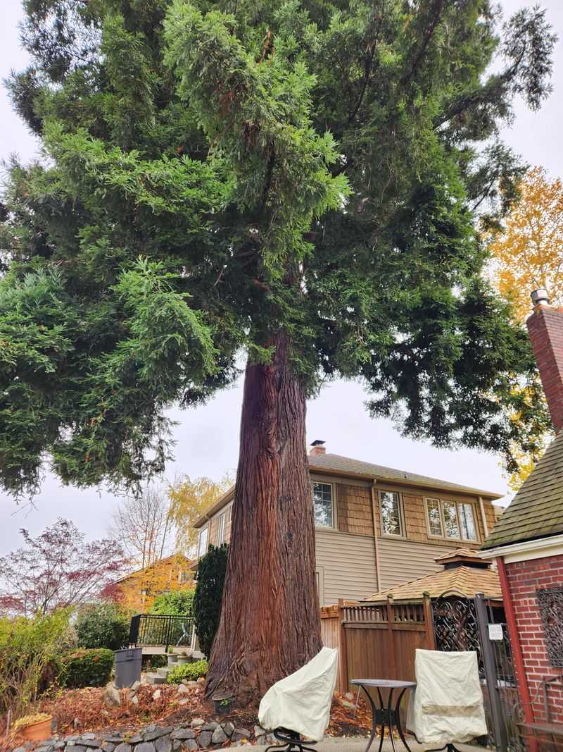Young Evergreens Need Reserves Before Dry Months