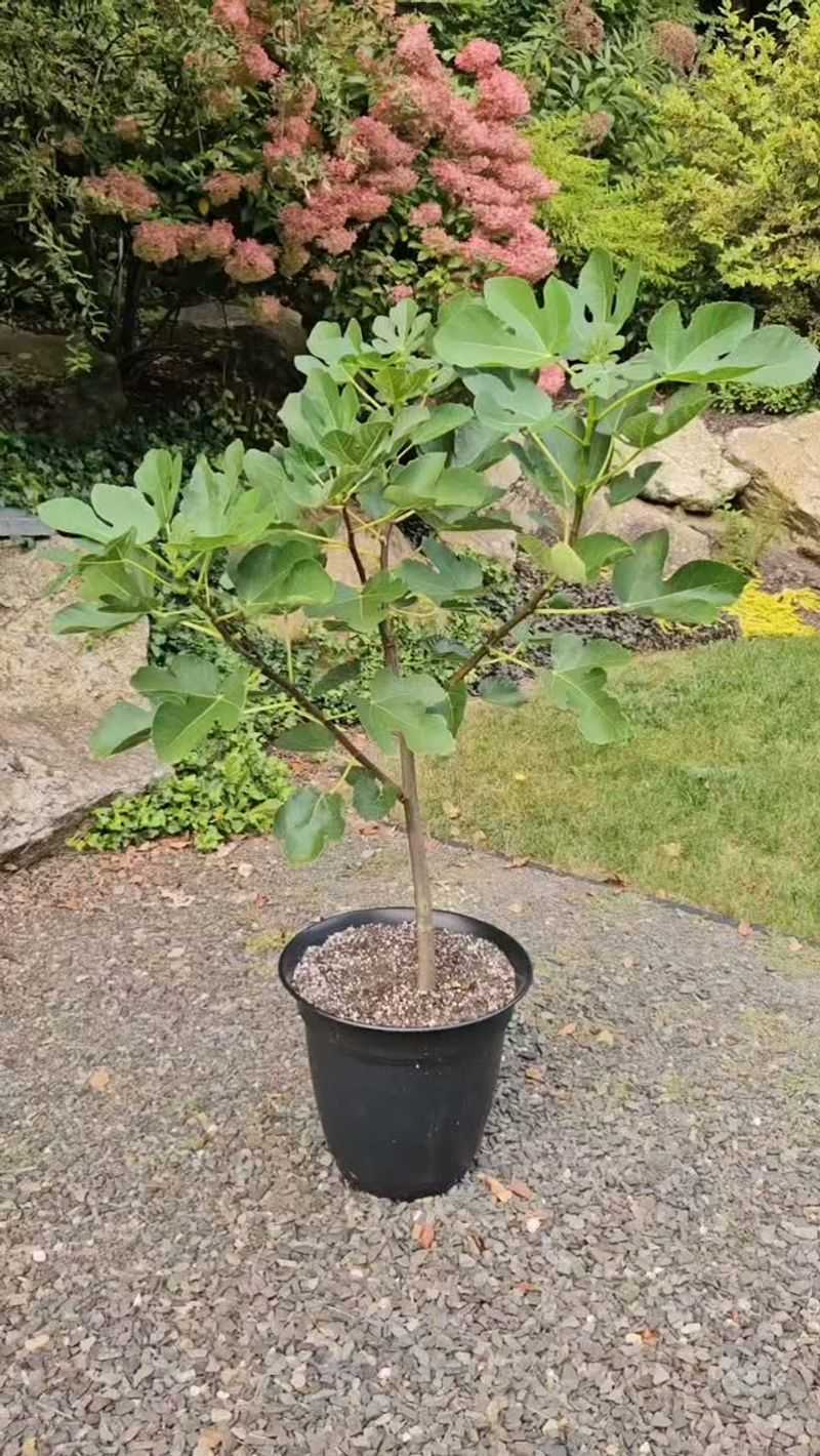 Young Fig Trees Are More Vulnerable