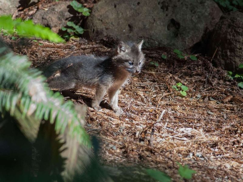 Young Foxes Are Striking Out On Their Own Young Foxes Are Striking Out On Their Own