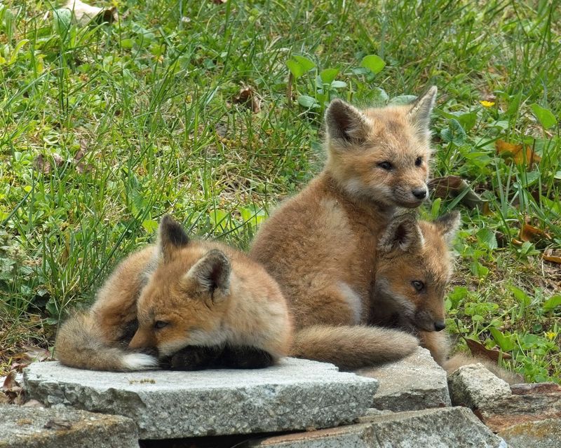 Young Foxes Eventually Become Ready To Leave The Den