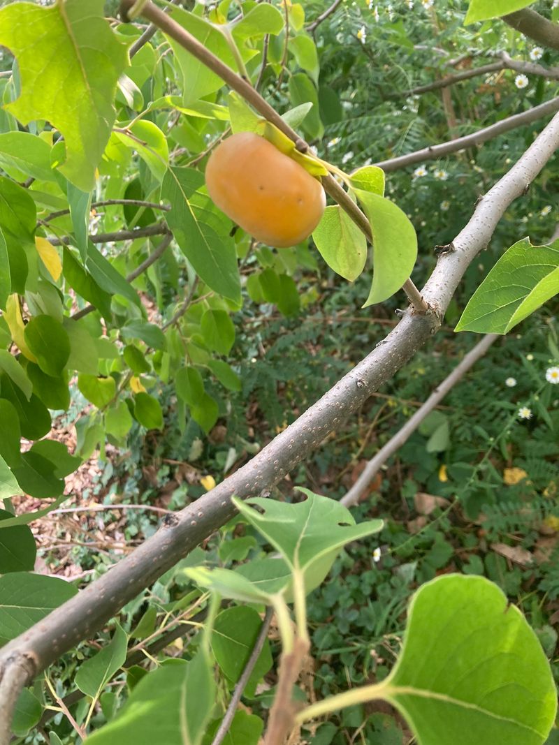 Young Fruit Is More Likely To Fall Young Fruit Is More Likely To Fall