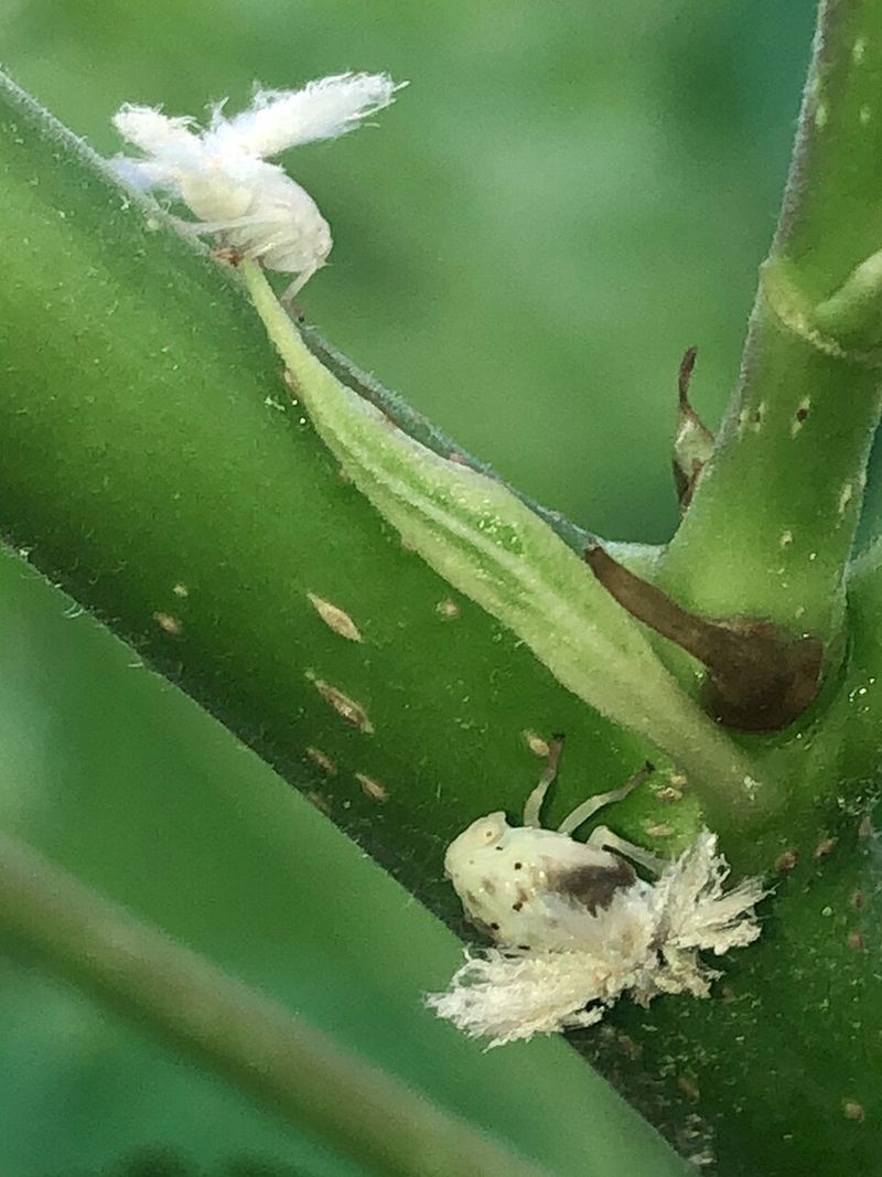 Young Insects And Adults Both Draw Sap From Plants Young Insects And Adults Both Draw Sap From Plants