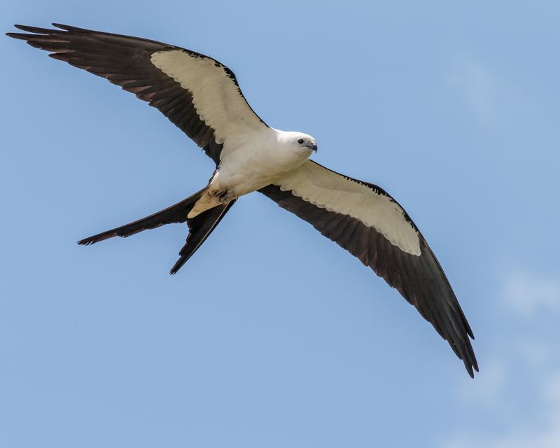 Young Kites Face Their First Long Migration Young Kites Face Their First Long Migration