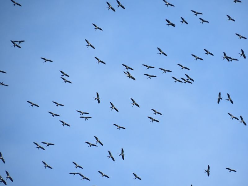 Young Kites Join The Journey After Leaving Their Nests Young Kites Join The Journey After Leaving Their Nests