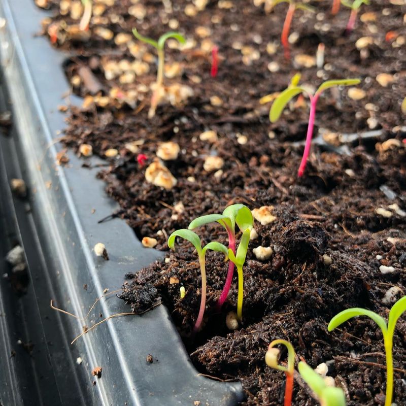 Young Leaves Can Be Ready Surprisingly Quickly