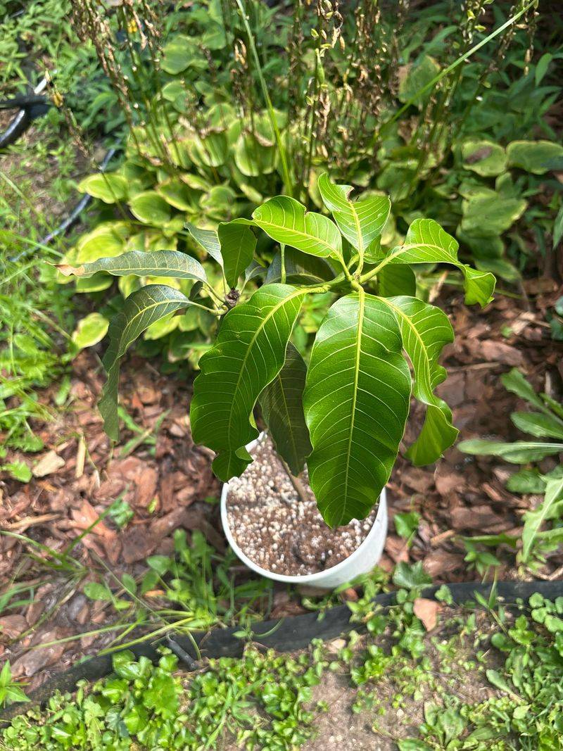 Young Mango Trees Young Mango Trees