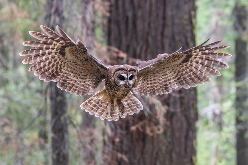 Young Owls Disperse Without Announcing It Young Owls Disperse Without Announcing It