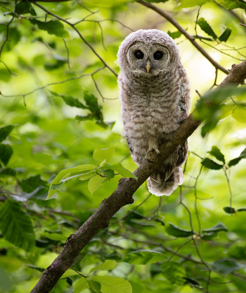 Young Owls May Still Be Begging