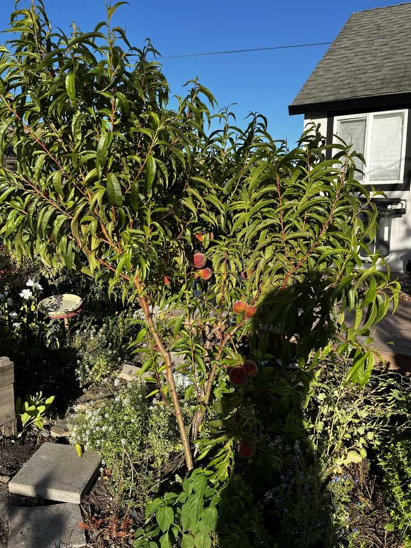 Young Peach Trees May Need More Nutrition Than Mature Trees